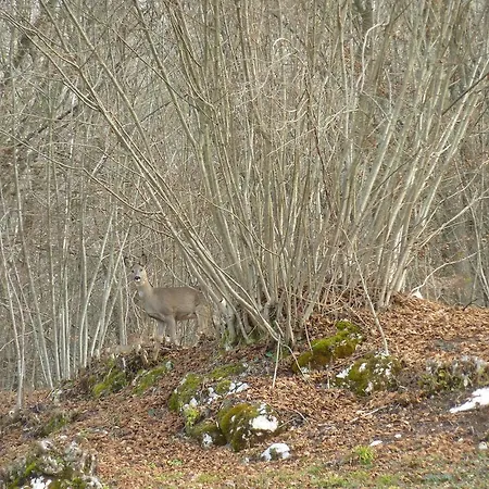 Valbelluna Triches